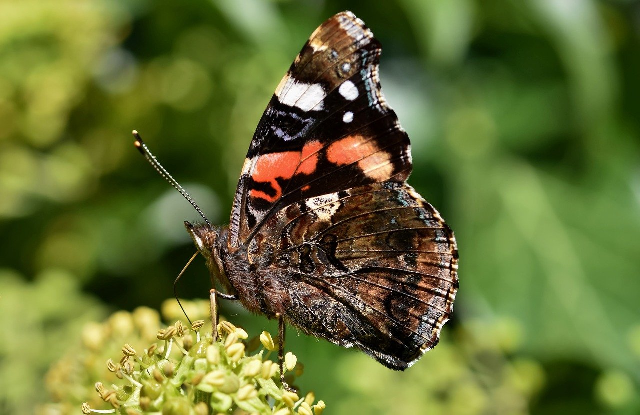 red admiral, butterfly, insect-8256419.jpg